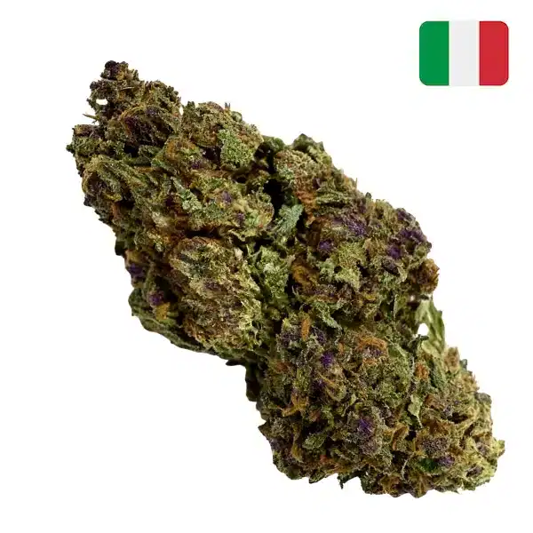 Purple kush glass-house bud mix