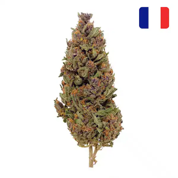 Bubble gum green-house