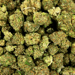 Blue Diesel – Image 2