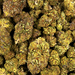 Platinium OG – Image 2