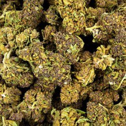 Purple Haze – Image 2